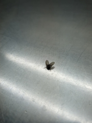 Clogmia albipunctata