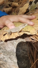Anolis mccraniei