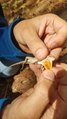 Anolis mccraniei
