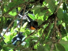 Oreothlypis gutturalis