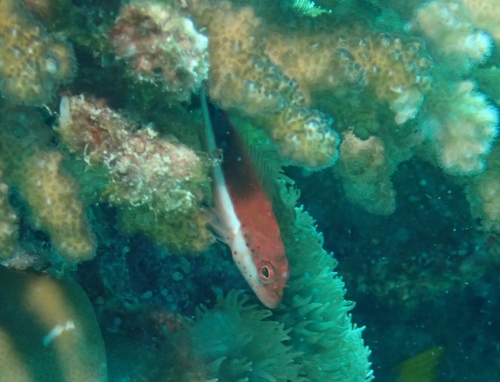 Paracirrhites forsteri