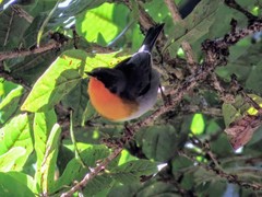 Oreothlypis gutturalis