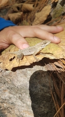 Anolis mccraniei