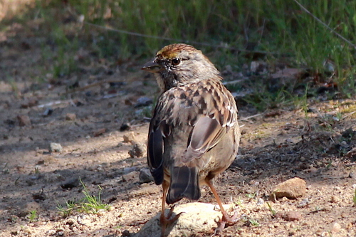 iNaturalist observation photo of Golden-crowned Sparrow