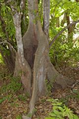 Celtis mildbraedii