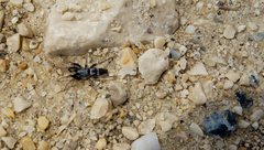 Poecilochroa