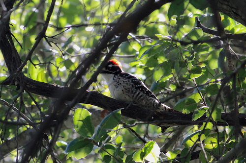 iNaturalist observation photo of Nuttall's Woodpecker