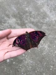 Fountainea centaurus