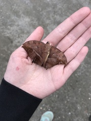 Fountainea centaurus