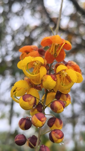 Cassia moschata observed 2026-03-18