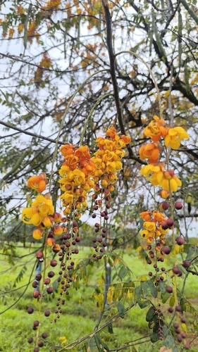 Cassia moschata, photograph 2