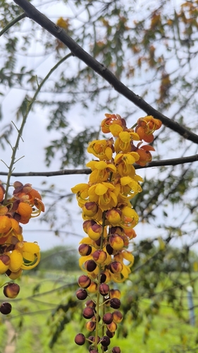 Cassia moschata, photograph 3