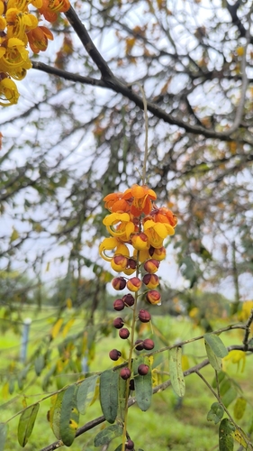 Cassia moschata, photograph 4