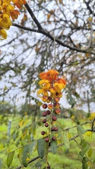 Cassia moschata, photograph (c) Miguel José Lengua Hernández, some rights reserved (CC BY)