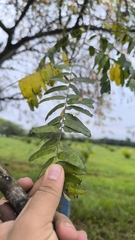 Cassia moschata, photograph (c) Miguel José Lengua Hernández, some rights reserved (CC BY)