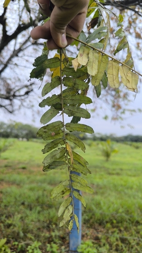Cassia moschata, photograph 6