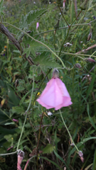 Convolvulus althaeoides althaeoides
