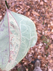 Marmara smilacisella