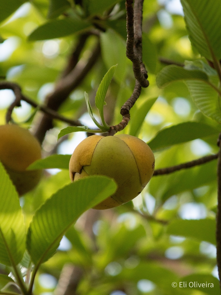 Sổ ấn – Dillenia indica