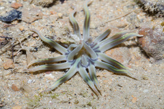 Edwardsianthus pudica image