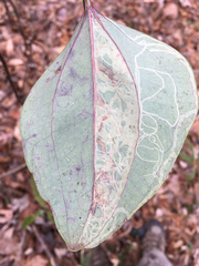 Marmara smilacisella