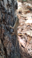 Anolis mccraniei
