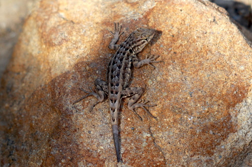 iNaturalist observation photo of Western Side-blotched Lizard