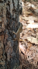 Anolis mccraniei