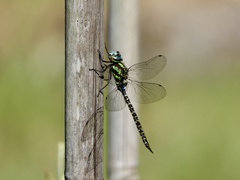 Rhionaeschna planaltica