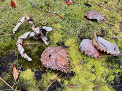 Leptomithrax australis