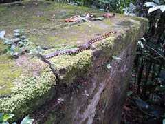 Erythrolamprus epinephalus pseudocobella