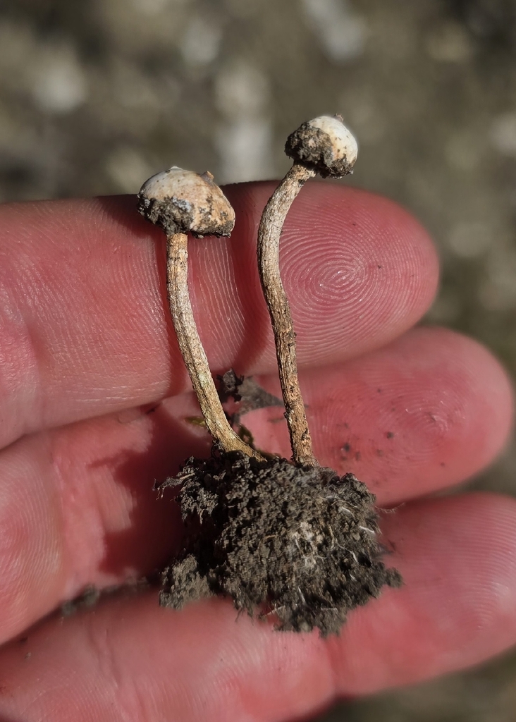 Tulostoma brumale · March 2026 · photo: © davidsandler (iNaturalist, cc-by)