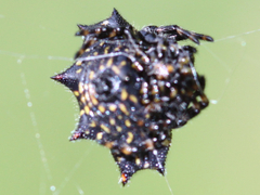 Gasteracantha cancriformis