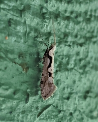 Rhigognostis interrupta