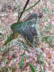 Marmara smilacisella