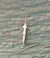 Rhigognostis interrupta