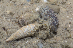Diogenidae