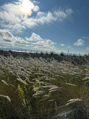 Eyelash Grass (Melica ciliata)