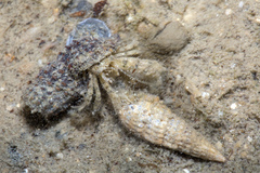 Diogenidae