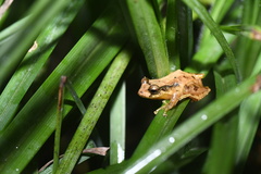Pristimantis boulengeri
