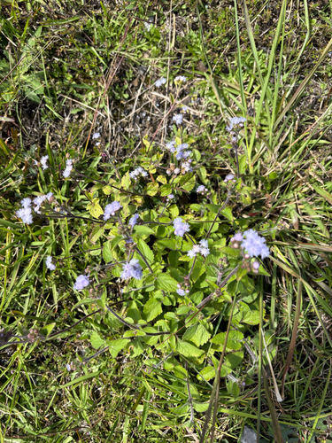Ageratum houstonianum observed 2026-03-04