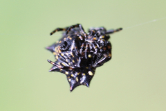 Gasteracantha cancriformis