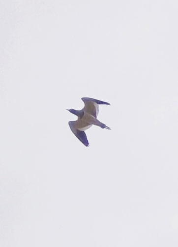 Grey-headed Lapwing