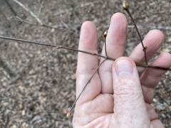 Viburnum rafinesqueanum