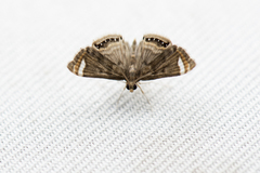 Eugauria albidentata