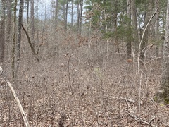 Viburnum rafinesqueanum