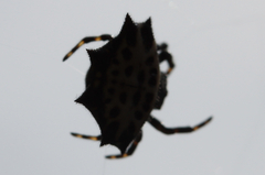 Gasteracantha cancriformis