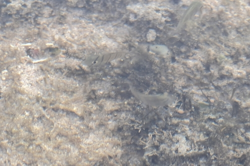 Acanthurus triostegus