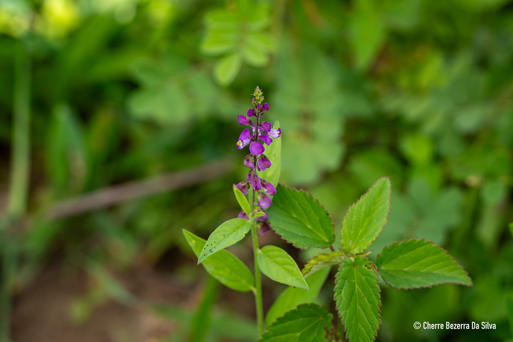Imagem de Asemeia violacea