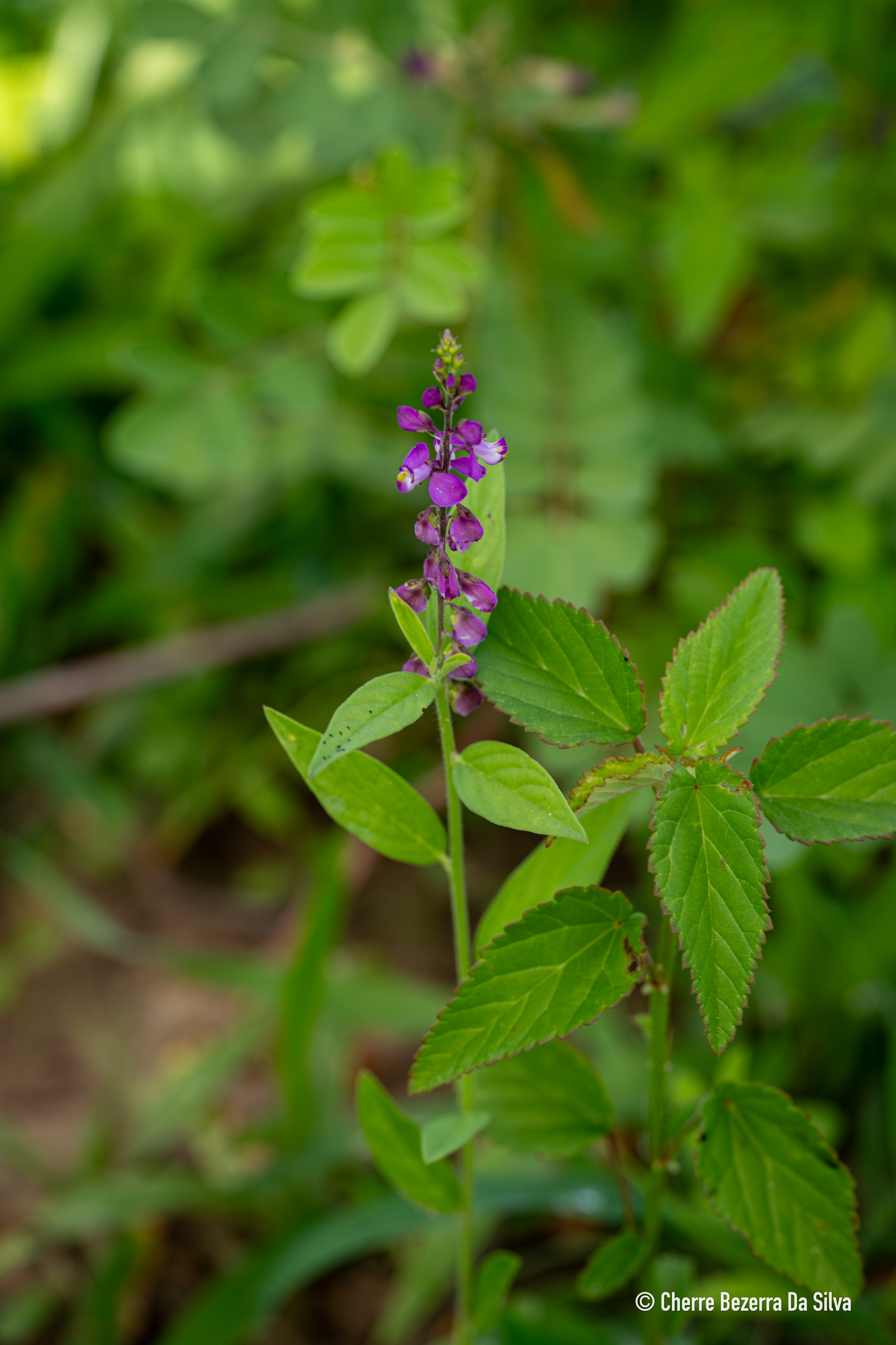 Imagem de Asemeia violacea